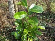 bobkovisen-lekarska-“-rotundifolia-“-–-prunus-laurocerasus-“-rotundifolia-“-1000-kus.jpg