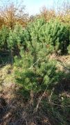 borovice-cerna-140cm-vanocni-strom.jpg