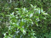 cesmina-ostrolista-„-myrtifolia-„-–-ilex-aquifolium-„-myrtifolia-„-1000-kus.jpg