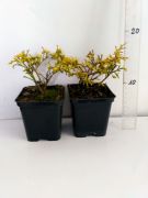 cyprise-filifera-aurea-nana-chamaecyparis-pisifera-3000-kusu.jpg