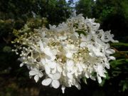 hortenzie-latnata-“-grandiflora-“-hydrangea-paniculata-“-gradiflora-“-1000-kus.jpg
