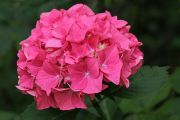 hortenzie-velkolista-“-boquet-rose-“-hydrangea-macrophylla-“-boquet-rose-“-1000-kus.jpg