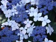 hortenzie-velkolista-“-libelle-“-hydrangea-macrophylla-“-libelle-“-1000-kus.jpg