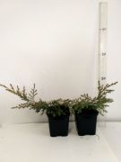 jalovec-cinsky-kuriwao-gold-juniperus-chinensis-3000-kusu.jpg