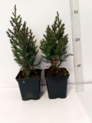 jalovec-cinsky-stricta-juniperus-chinensis-3000-kusu.jpg