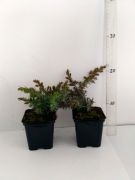 jalovec-conferta-schlager-juniperus-conferta-3000-kusu.jpg