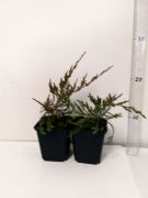 jalovec-pfitzeriana-mint-julep-juniperus-pfitzeriana-3000-kusu.jpg