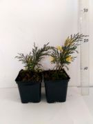 jalovec-sabina-variegata-juniperus-sabina-50-kusu.jpg