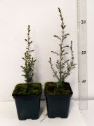 jalovec-spolecny-arnold-juniperus-communis-50-kusu.jpg
