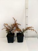 jalovec-spolecny-depressa-aurea-juniperus-communis-50-kusu.jpg
