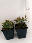 jalovec-supinaty-holger-juniperus-squamata-50-kusu.jpg