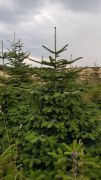 kavkazska-jedle-180-250-cm-vanocni-strom-doprava-zdarma.jpg