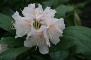 penisnik-“-cunningham’s-white-“-–-rhododendron-“-cunningham’s-white-“-1000-kus.jpg