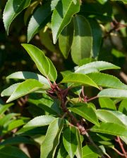 portugalsky-vavrin-“-angustifolia-“-–-prunus-lusitanica-“-angustifolia-“-1000-kus.jpg