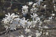sacholan-hvezdokvety-–-magnolia-stellata-1000-kus.jpg