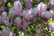 sacholan-magnolie-–-magnolia-„-george-henry-kern-„-1000-kus.jpg