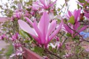 sacholan-soulangeuv-–-magnolia-soulangeana-1000-kus.jpg