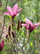 sacholan-“-susan-“-–-magnolia-„-susan-„-1000-kus.jpg