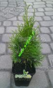 thuja-smaragd-zerav-smaragdove-sazenice-30cm-kvetinac-07l.jpg