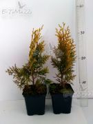 zerav-vychodni-“-aurea-nana-“-–-platycladus-orientalis-„-aurea-nana-„-1000-kus.jpg